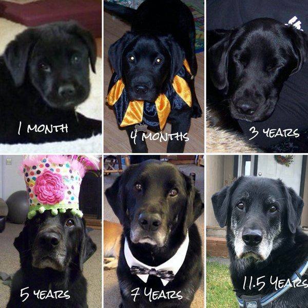 Dogs Grow Very Fast (35 pics)