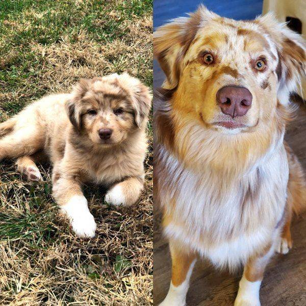 Dogs Grow Very Fast (35 pics)