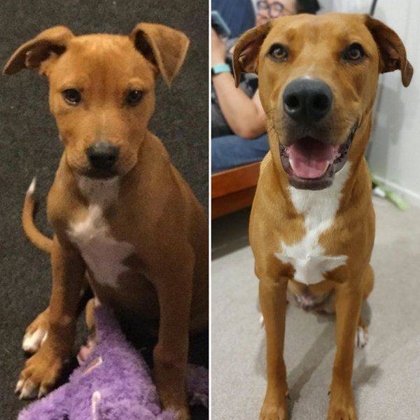 Dogs Grow Very Fast (35 pics)