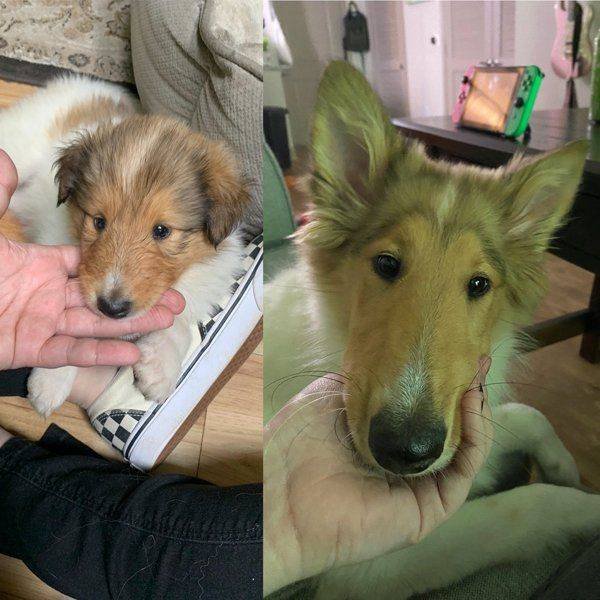 Dogs Grow Very Fast (35 pics)