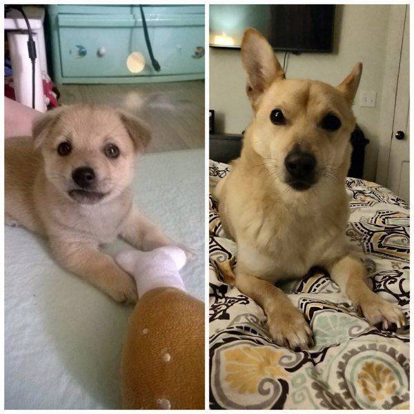 Dogs Grow Very Fast (35 pics)