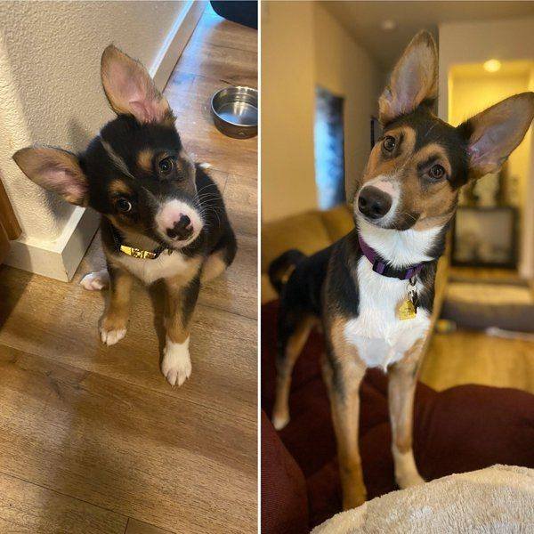 Dogs Grow Very Fast (35 pics)