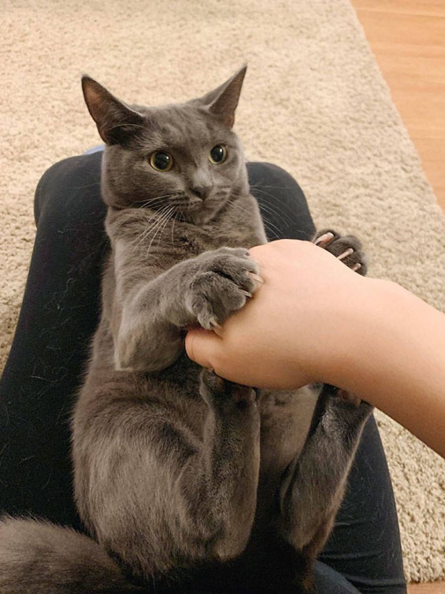 They Don't Like To Be Photographed (38 pics)