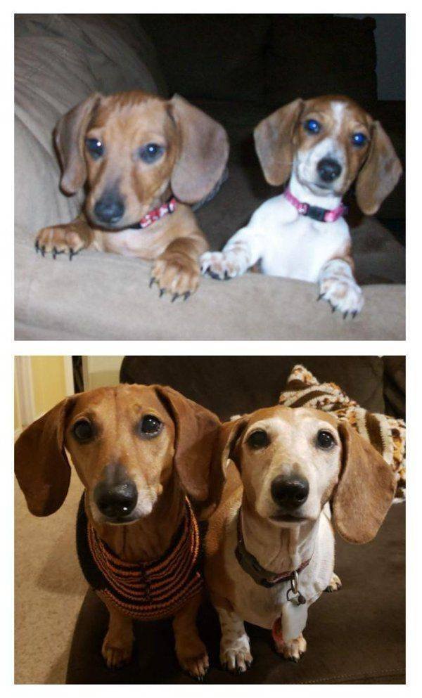 Dogs Grow Very Fast (35 pics)