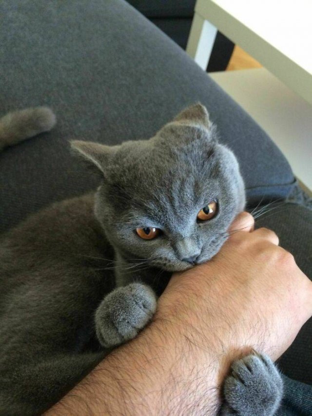 They Don't Like To Be Photographed (38 pics)