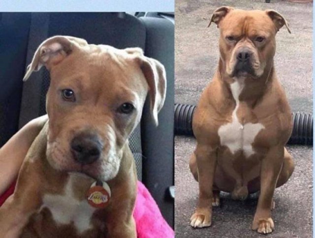 Dogs Grow Very Fast (35 pics)