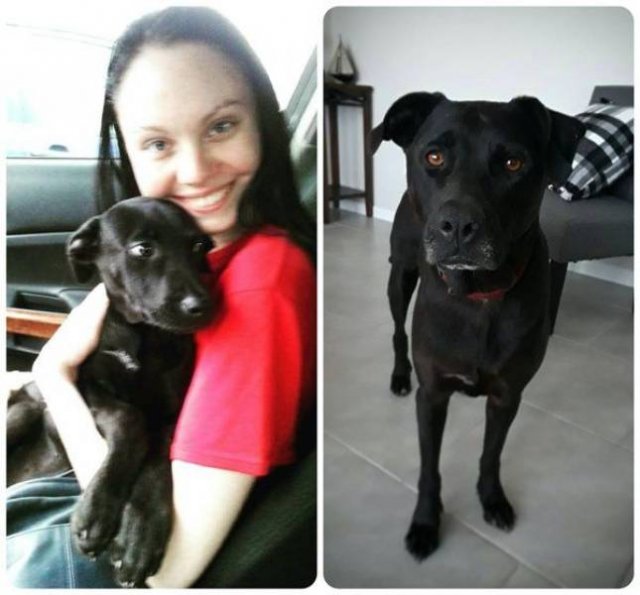 Dogs Grow Very Fast (35 pics)