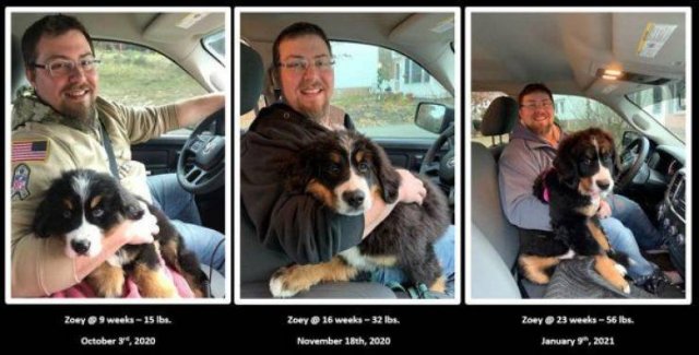 Dogs Grow Very Fast (35 pics)