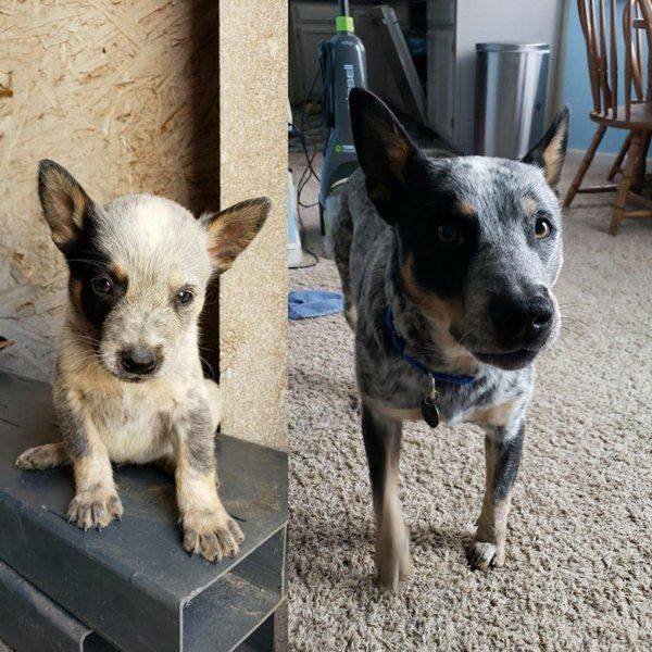 Dogs Grow Very Fast (35 pics)