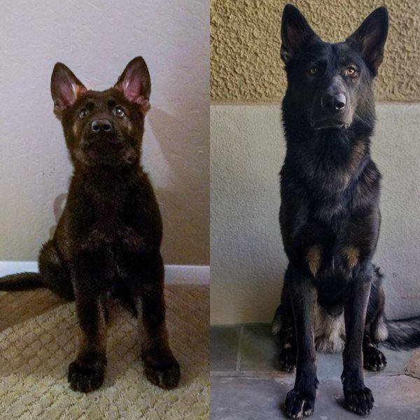 Dogs Grow Very Fast (35 pics)