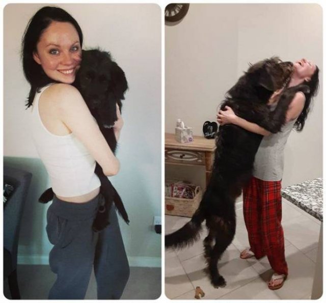 Dogs Grow Very Fast (35 pics)