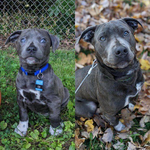 Dogs Grow Very Fast (35 pics)