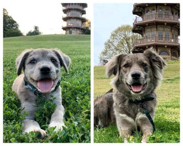 Dogs Grow Very Fast (35 pics)
