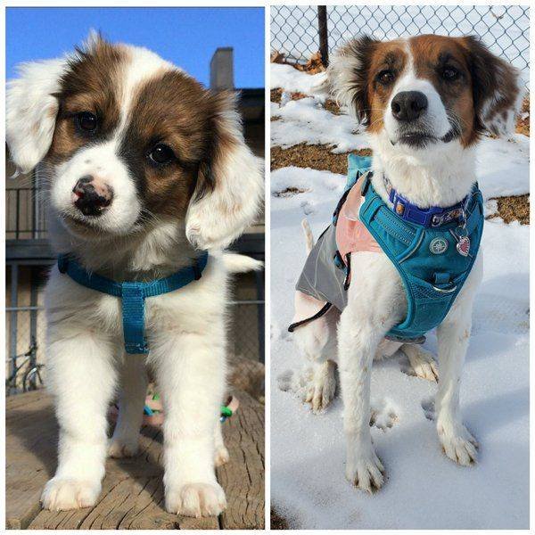 Dogs Grow Very Fast (35 pics)