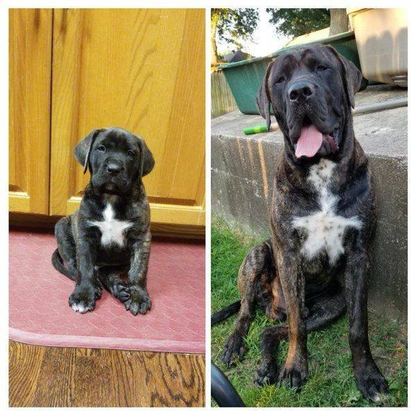 Dogs Grow Very Fast (35 pics)