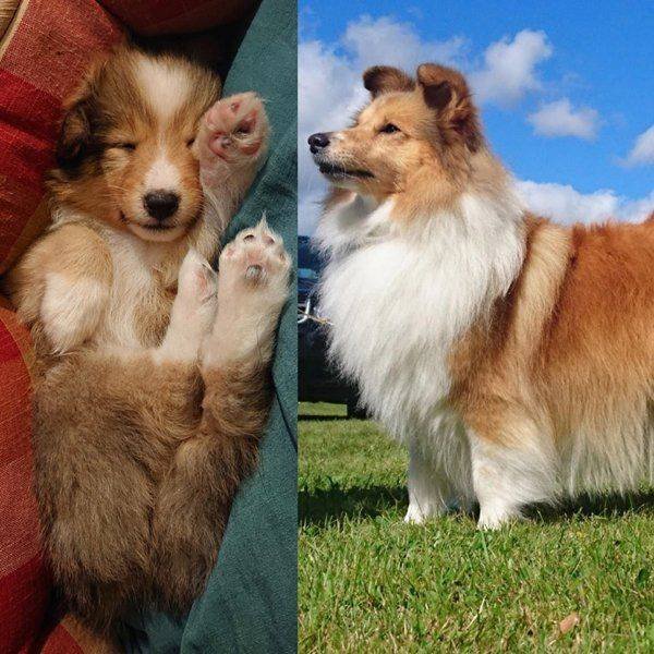 Dogs Grow Very Fast (35 pics)