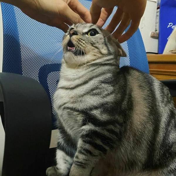 They Don't Like To Be Photographed (38 pics) They Don't Like To Be Photographed (38 pics)