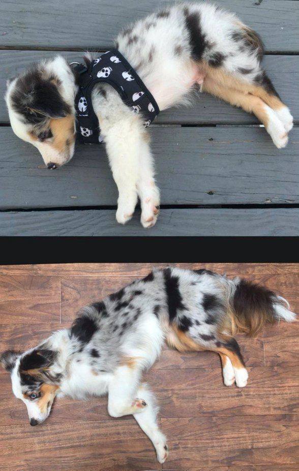 Dogs Grow Very Fast (35 pics)