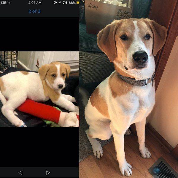 Dogs Grow Very Fast (35 pics)