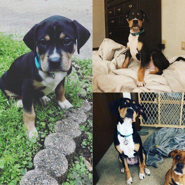 Dogs Grow Very Fast (35 pics)