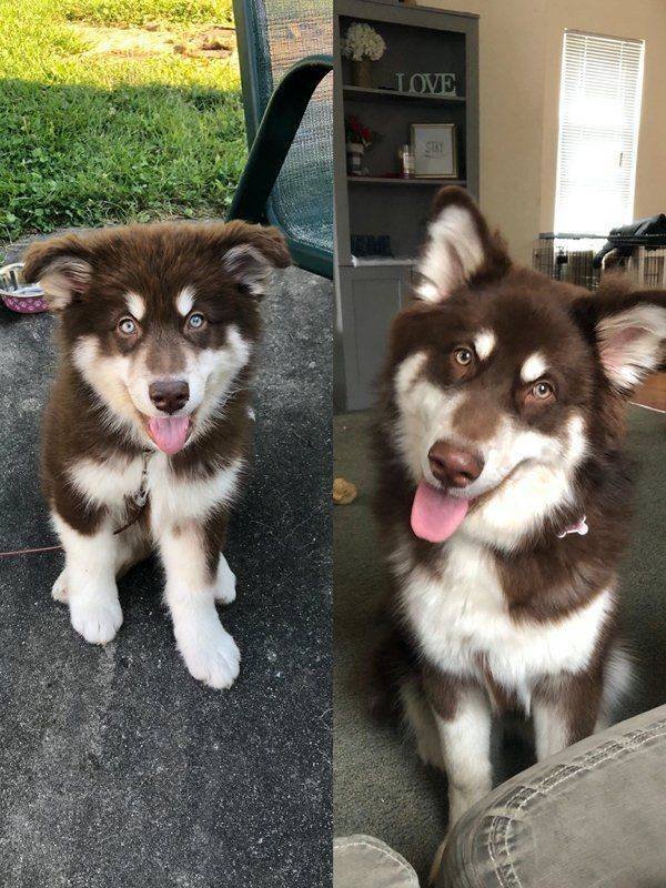 Dogs Grow Very Fast (35 pics)
