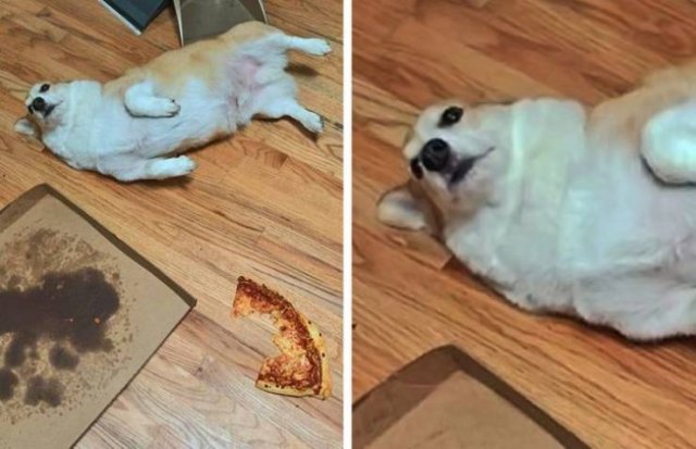 You Can't Be Mad At These Pets (23 pics) You Can't Be Mad At These Pets (23 pics)