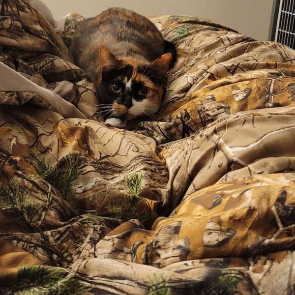 Perfect Camouflage (17 pics) Perfect Camouflage (17 pics)