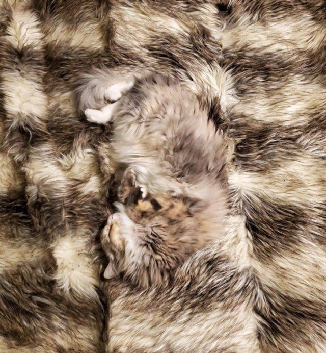 Perfect Camouflage (17 pics) Perfect Camouflage (17 pics)