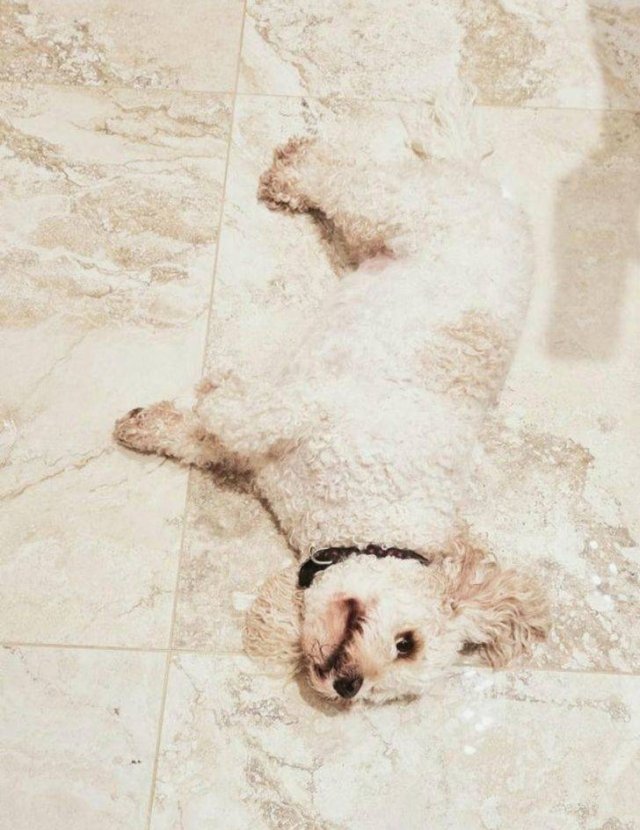 Perfect Camouflage (17 pics) Perfect Camouflage (17 pics)