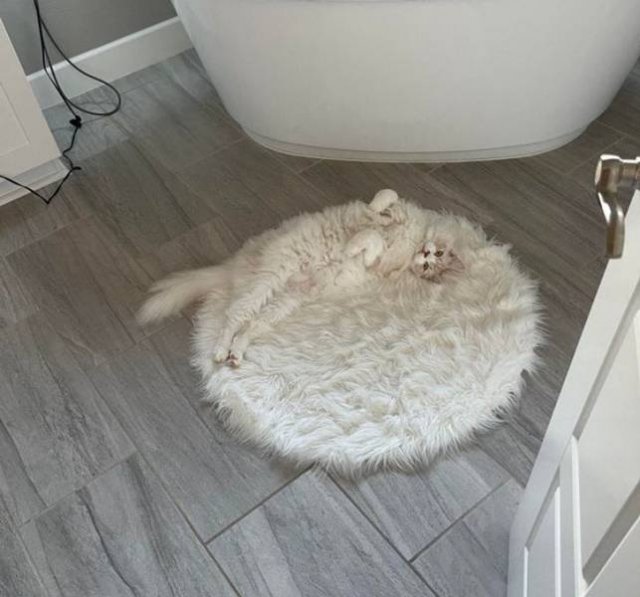 Perfect Camouflage (17 pics) Perfect Camouflage (17 pics)