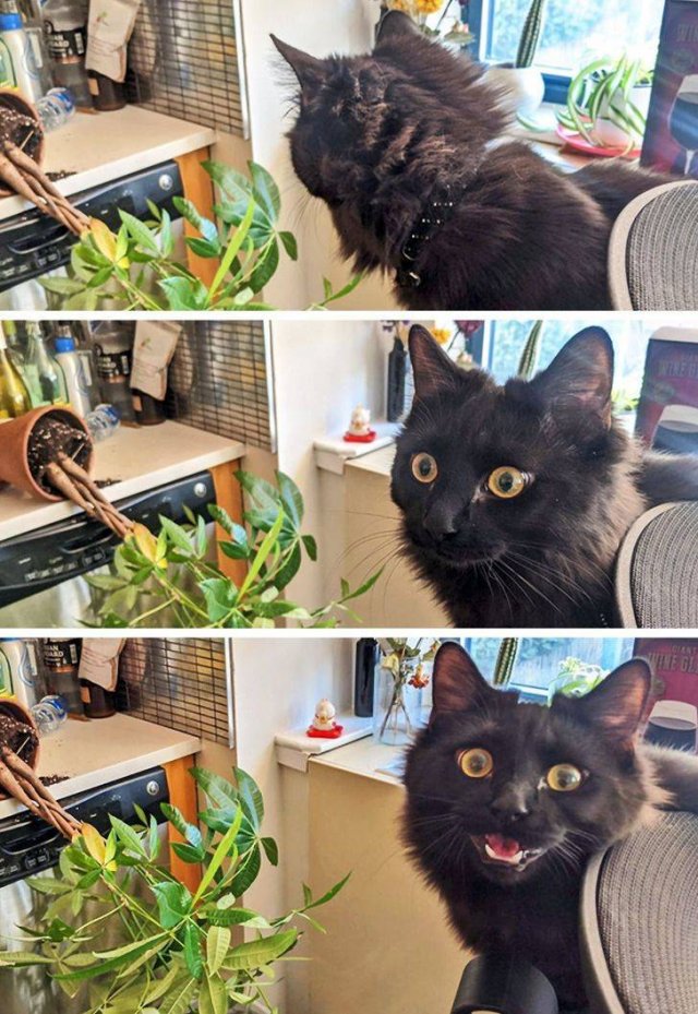 You Can't Be Mad At These Pets (23 pics) You Can't Be Mad At These Pets (23 pics)