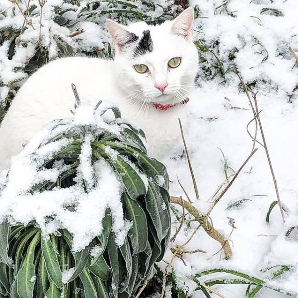 Perfect Camouflage (17 pics) Perfect Camouflage (17 pics)