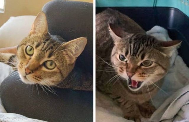 You Can't Be Mad At These Pets (23 pics) You Can't Be Mad At These Pets (23 pics)