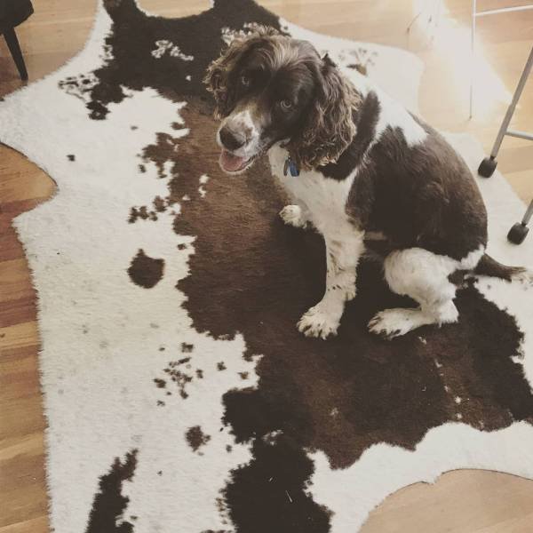 Perfect Camouflage (17 pics) Perfect Camouflage (17 pics)