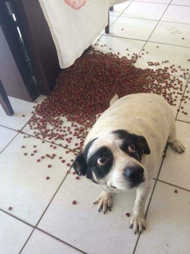 You Can't Be Mad At These Pets (23 pics) You Can't Be Mad At These Pets (23 pics)