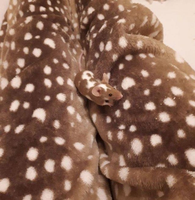 Perfect Camouflage (17 pics) Perfect Camouflage (17 pics)
