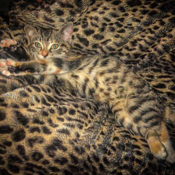 Perfect Camouflage (17 pics) Perfect Camouflage (17 pics)