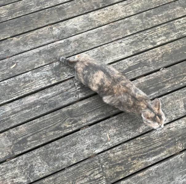 Perfect Camouflage (17 pics) Perfect Camouflage (17 pics)