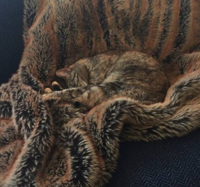 Perfect Camouflage (17 pics)