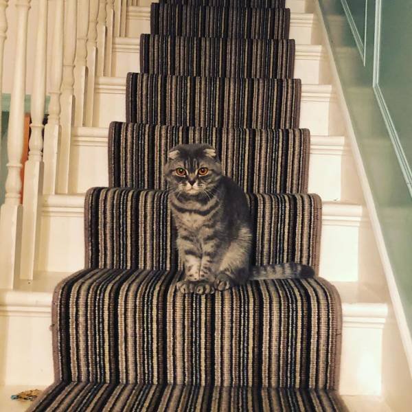 Perfect Camouflage (17 pics) Perfect Camouflage (17 pics)