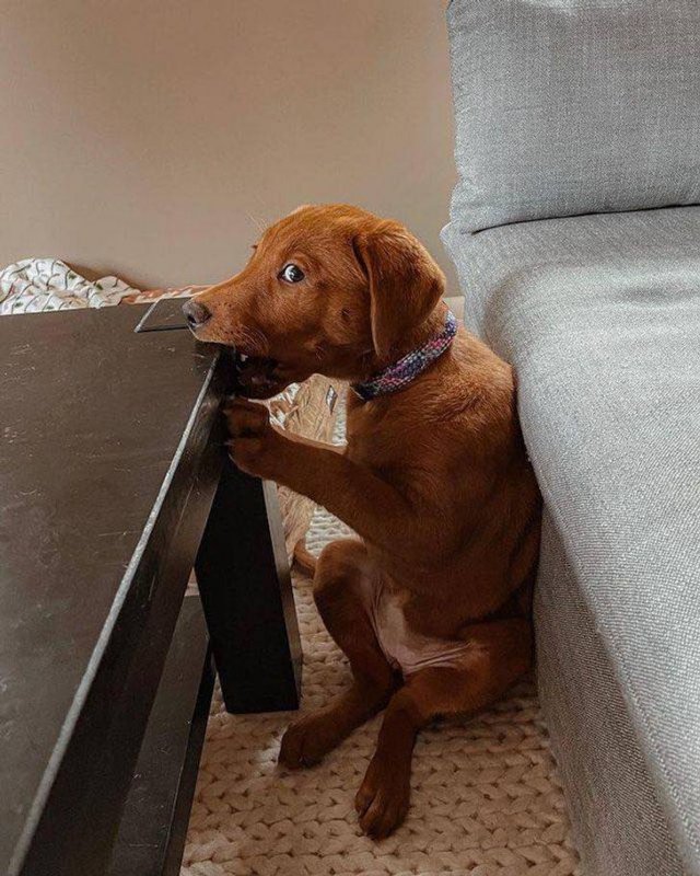 You Can't Be Mad At These Pets (23 pics) You Can't Be Mad At These Pets (23 pics)