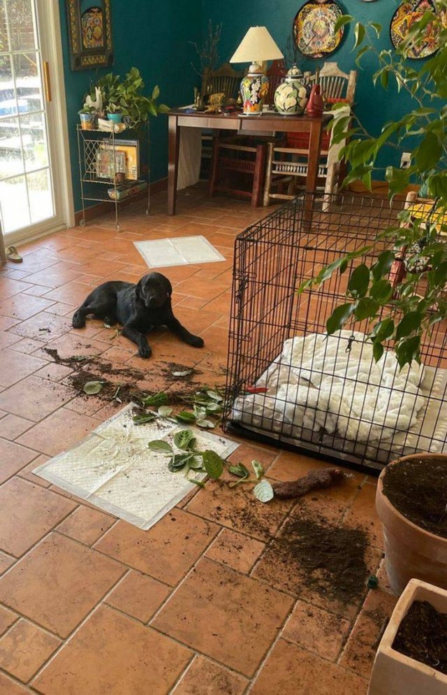 You Can't Be Mad At These Pets (23 pics) You Can't Be Mad At These Pets (23 pics)