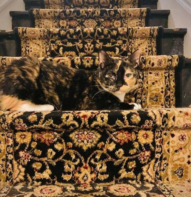 Perfect Camouflage (17 pics) Perfect Camouflage (17 pics)