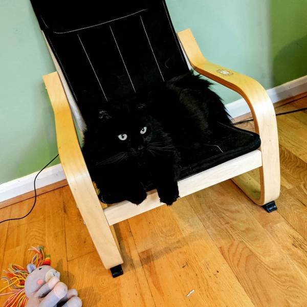 Perfect Camouflage (17 pics) Perfect Camouflage (17 pics)