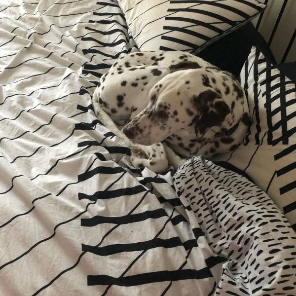 Perfect Camouflage (17 pics) Perfect Camouflage (17 pics)