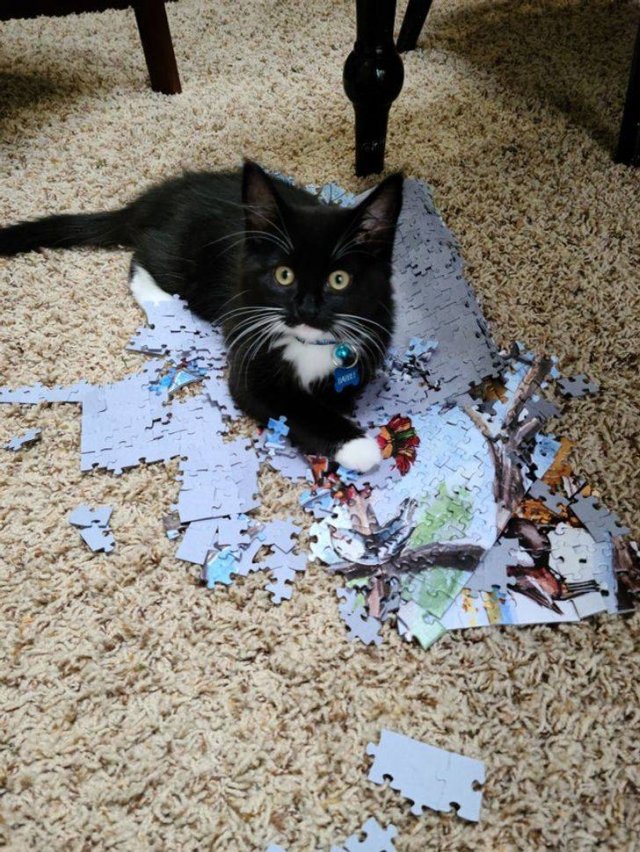 You Can't Be Mad At These Pets (23 pics) You Can't Be Mad At These Pets (23 pics)