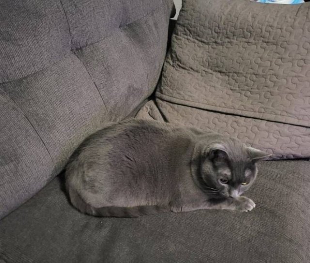 Perfect Camouflage (17 pics) Perfect Camouflage (17 pics)