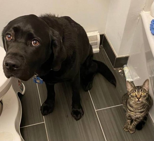 You Can't Be Mad At These Pets (23 pics) You Can't Be Mad At These Pets (23 pics)