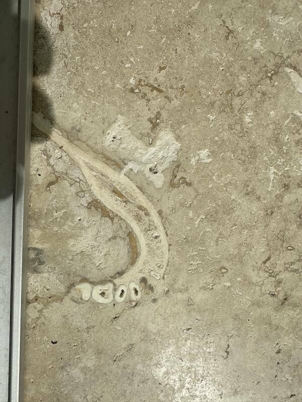 Unusual Finds In Houses (15 pics)