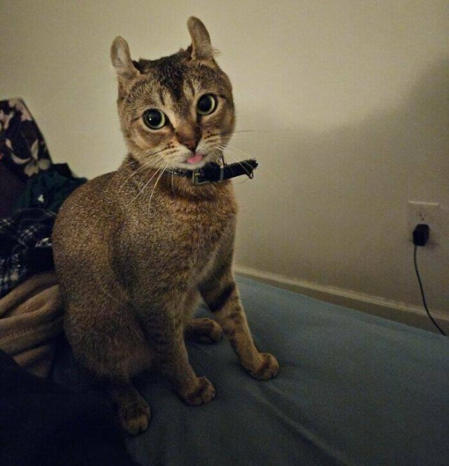 Funny Photos Of Cats (26 pics)
